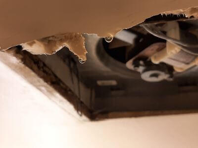 Professional mold removal services in Annandale